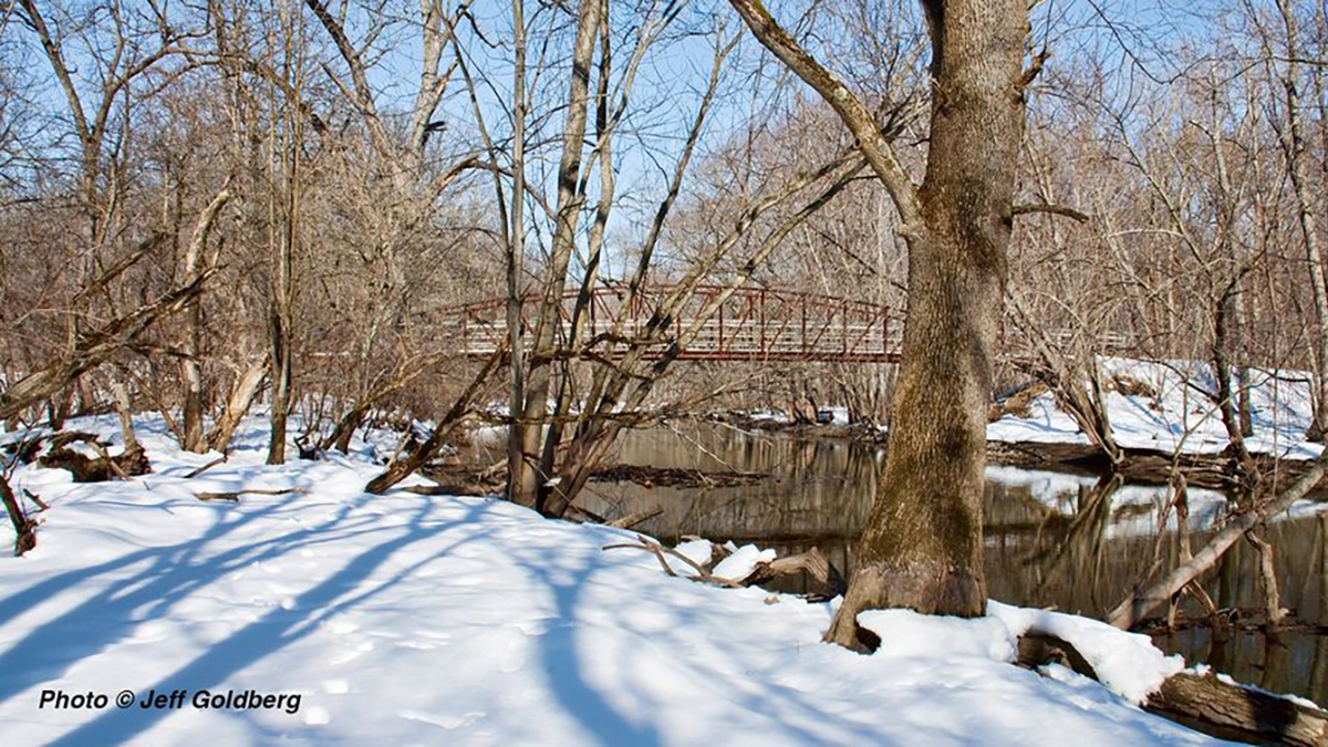 Walk with a Naturalist at Old School Forest Preserve